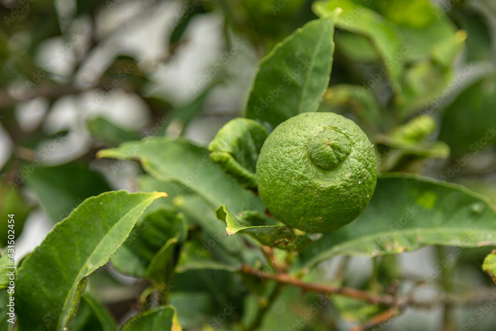 Lime fruit hanging on a tree branches in the garden. Lime fruit hanging on a tree branches in the garden.