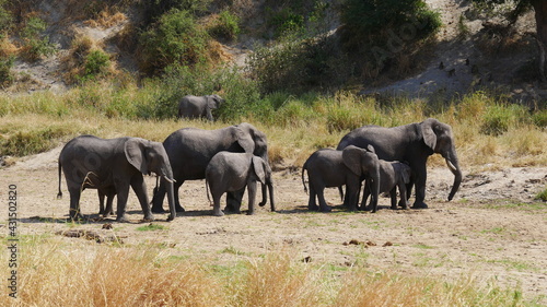Elefantenfamilie in einem ausgetrockneten Flussbett im Serengeti Nationalpark