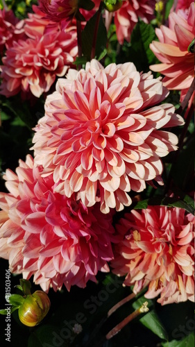 Close up of pale pink dahlia flowers