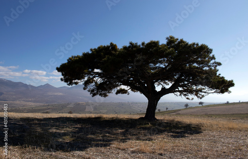 blue sky, mountains and juniper tree
