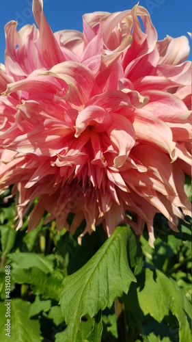Close up of pale pink dahlia flowers