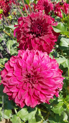 Hot pink and dark red dahlias