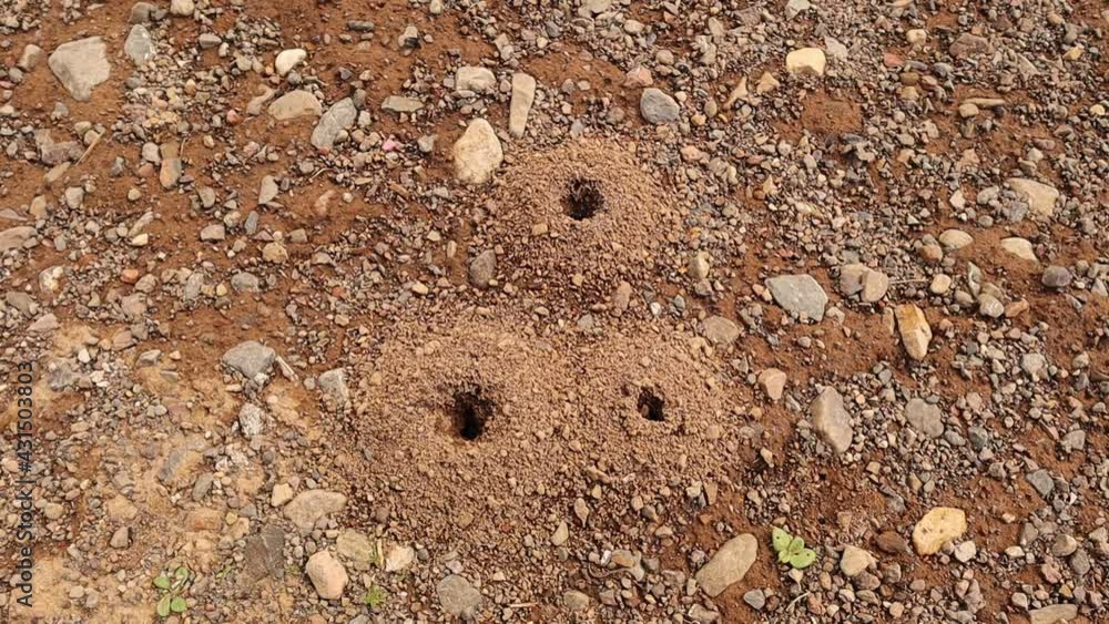 Vidéo Stock Anthills in the garden. Working ant raises stones from the depths of its house
