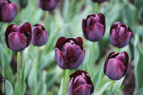 Dark wine coloured single triumph tulip  Queen Of The Night  in flower