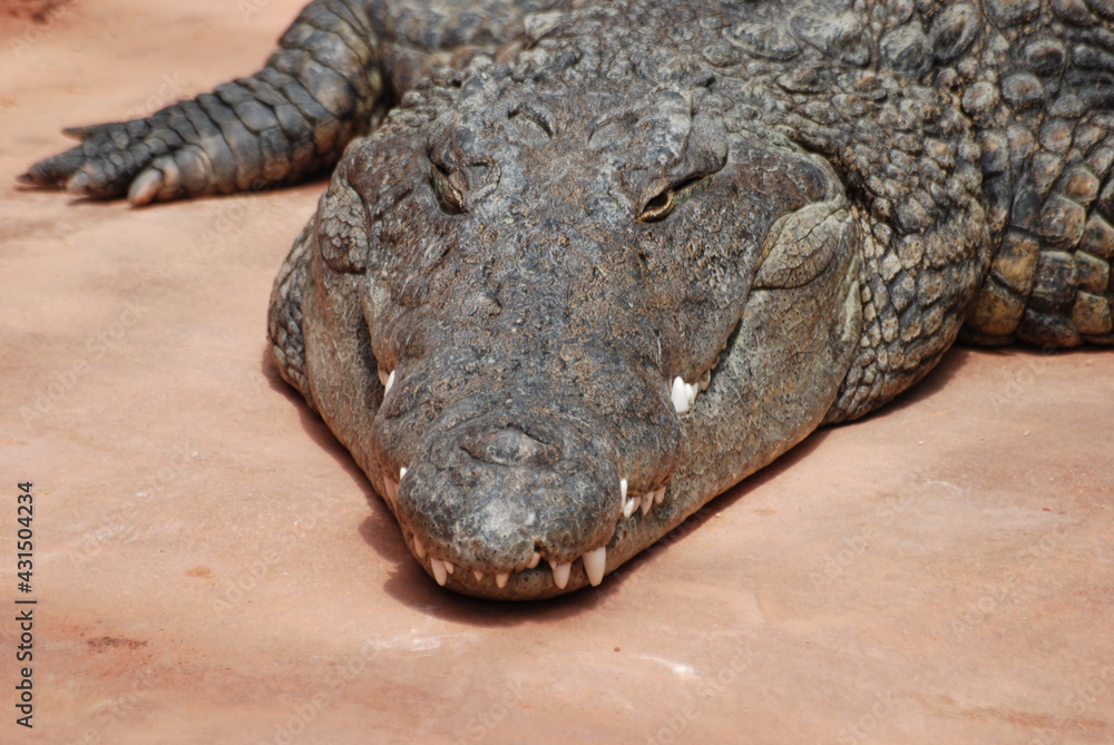 Fototapeta premium crocodile