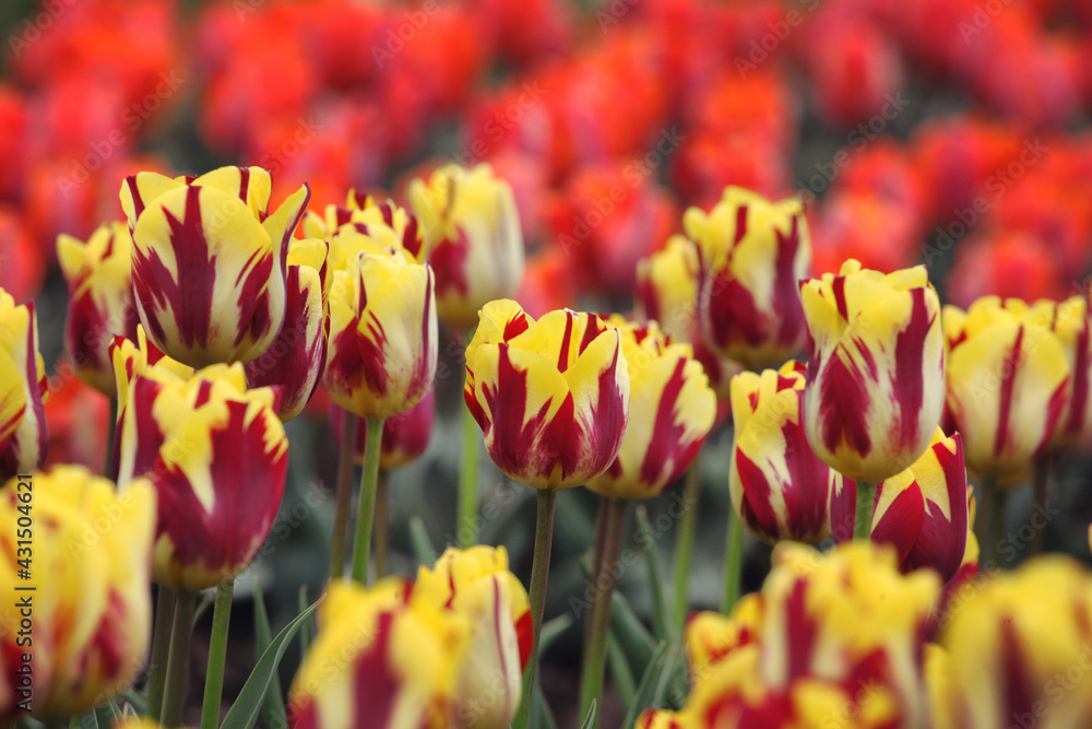 Rembrandt single tulip 'Helmar' in flower