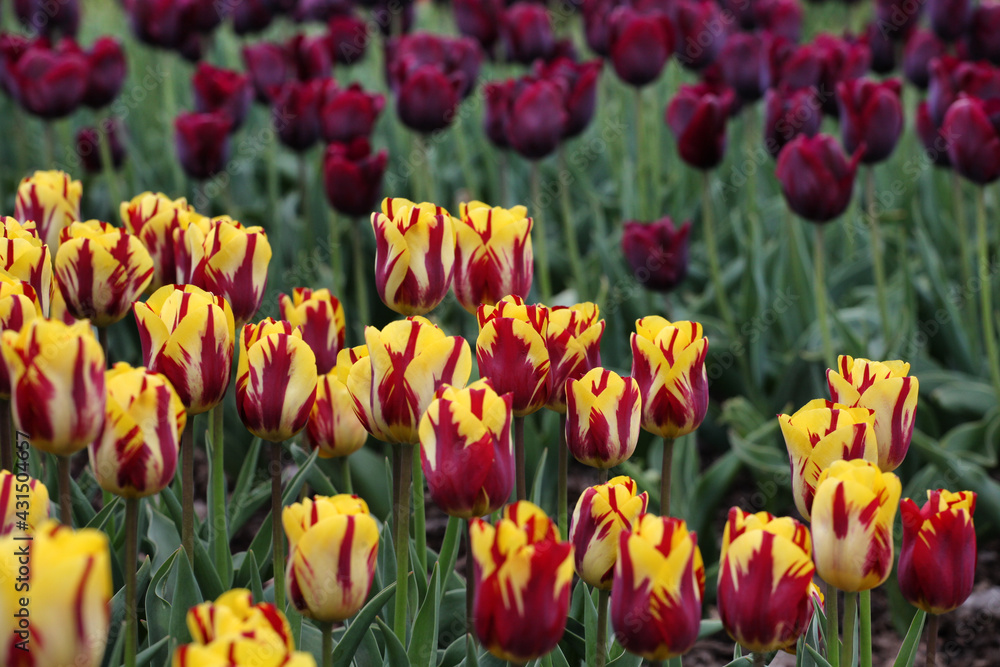 Rembrandt single tulip 'Helmar' in flower Rembrandt single tulip 'Helmar' in flower
