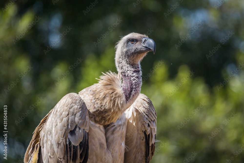 Cape Vulture portrait in Vulpro rehabilitation center, South Africa ; Specie Gyps coprotheres family of Accipitridae Cape Vulture portrait in Vulpro rehabilitation center, South Africa ; Specie Gyps coprotheres family of Accipitridae