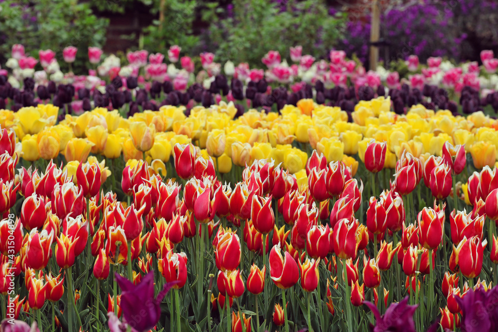 Lily flowered tulip 'Aladdin' in flower Lily flowered tulip 'Aladdin' in flower