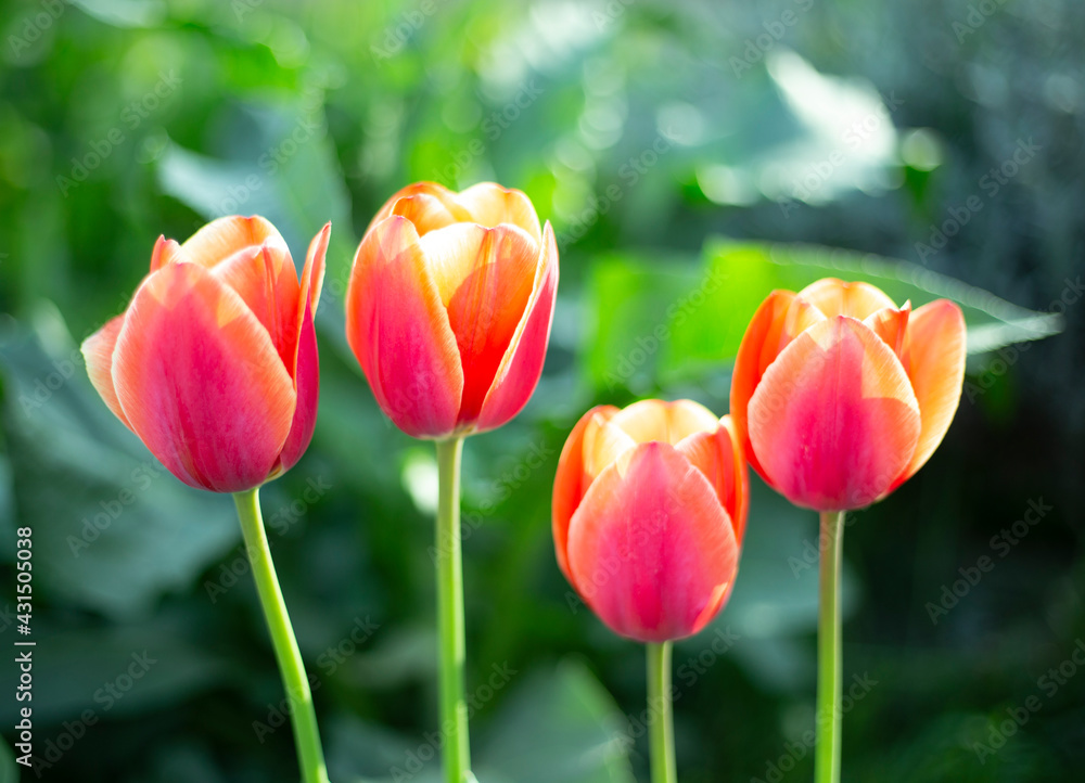 Fototapeta premium red and yellow tulips