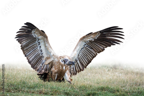 Cape vulture landing spread wings in Vulpro rehabilitation center, South Africa;
