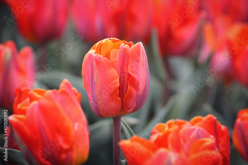Orange and pink single triumph tulip 'Princess Irene' in flower © Alexandra