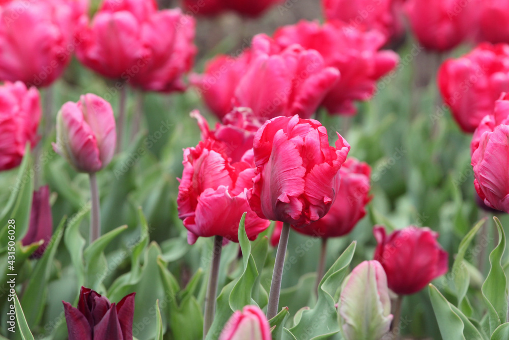 Fototapeta premium Dark pink parrot tulips in flower