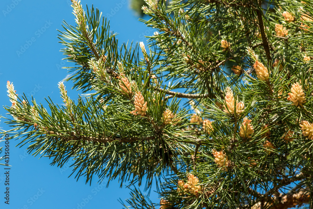 Russia. May 22, 2019. Young cones on a green pine tree. Russia. May 22, 2019. Young cones on a green pine tree.