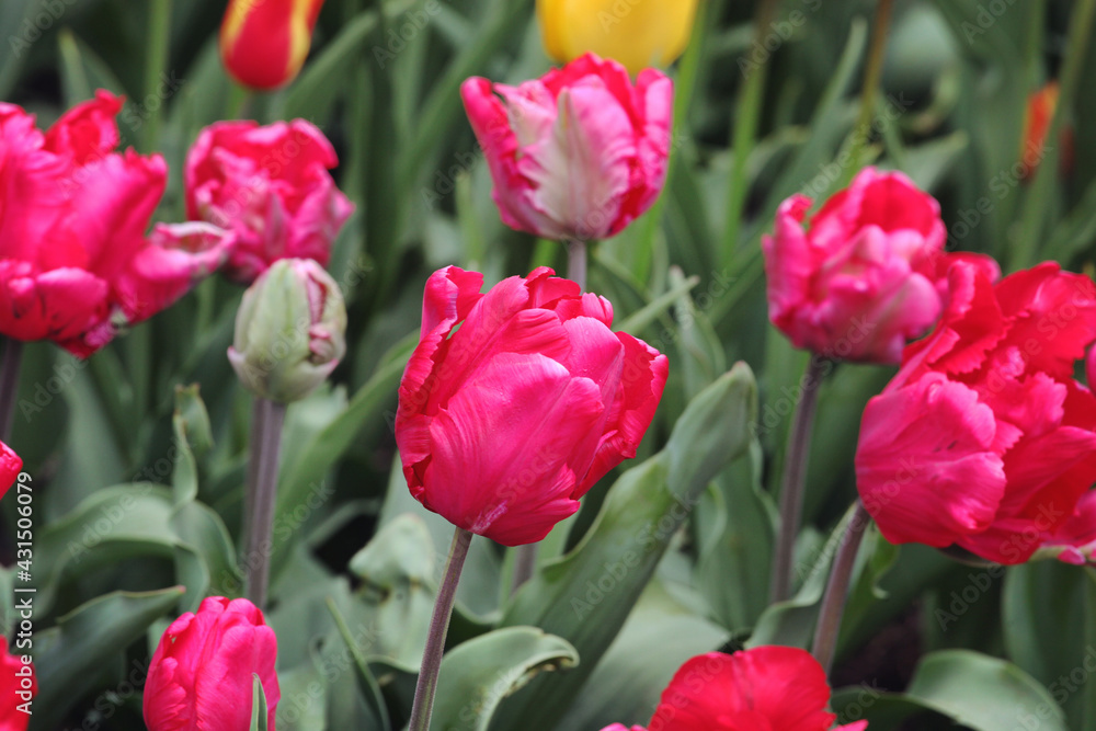 Fototapeta premium Dark pink parrot tulips in flower