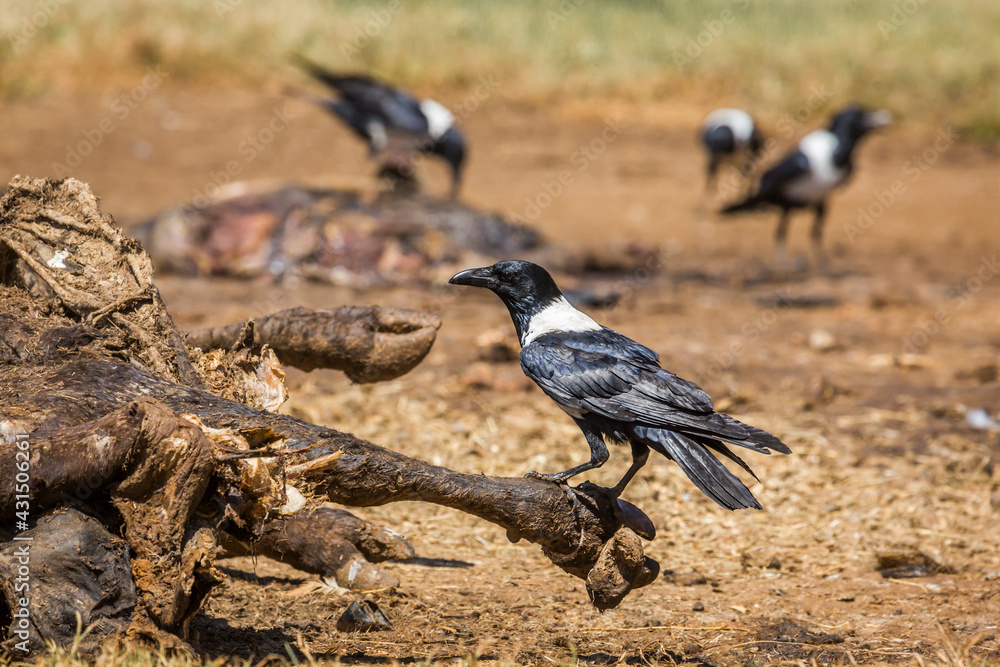 Obraz premium African Pied Crow group scavenging a cattle carcass in Vulpro rehabilitation center, South Africa; specie Corvus albus family of corvidae