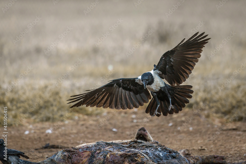 Obraz premium African Pied Crow flying over a carcass in Vulpro rehabilitation center, South Africa; specie Corvus albus family of corvidae