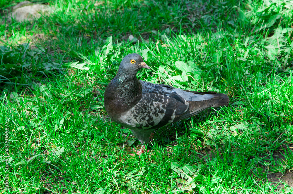 Fototapeta premium dove in the grass. gray bird on the ground. pigeon on a green background