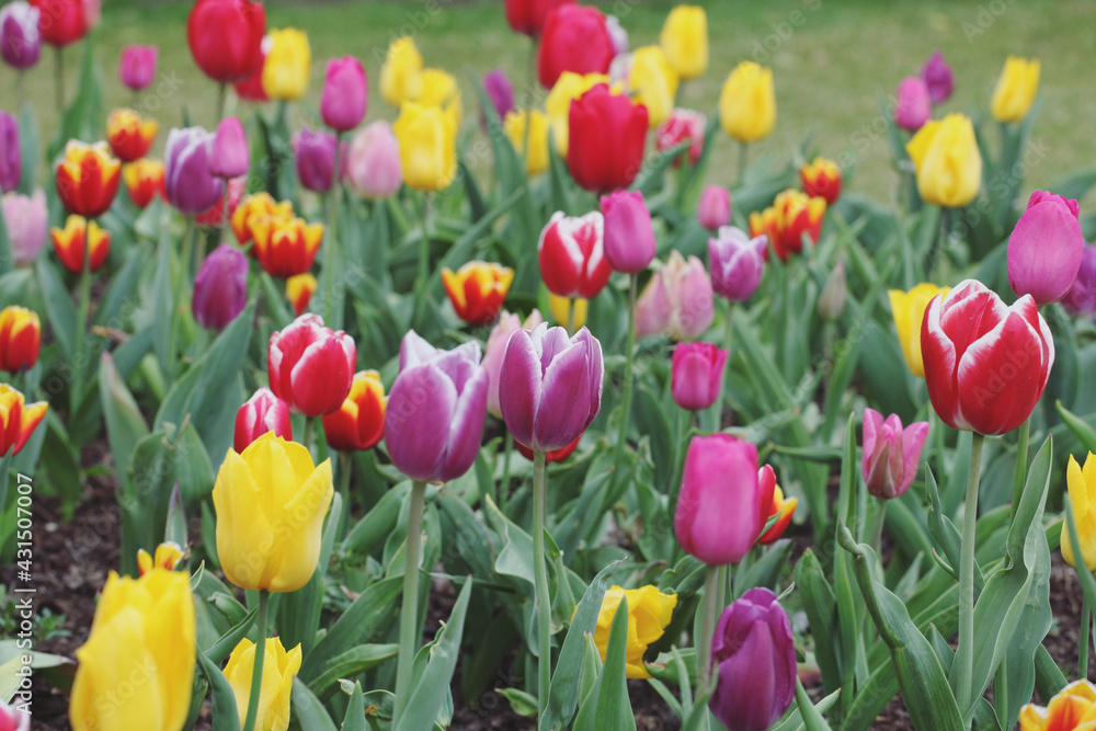 A variety of colourful tulips in flower A variety of colourful tulips in flower