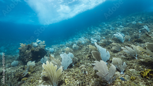 Seascape with large area of Gorgonian Coral in coral reef of Caribbean Sea, Curacao