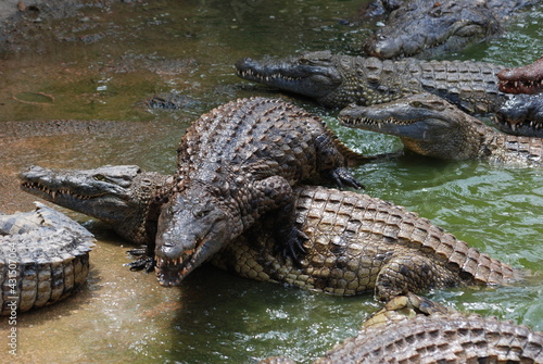 crocodile