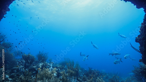 School of Tarpon in coral reef of Caribbean Sea, Curacao © NaturePicsFilms