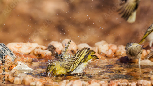 Three Village weaver bathing in waterhole in Kruger National park, South Africa ; Specie Ploceus cucullatus family of Ploceidae