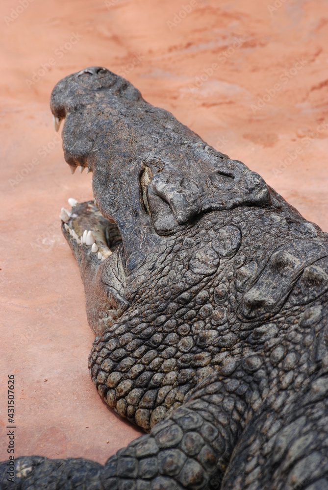 Fototapeta premium crocodile