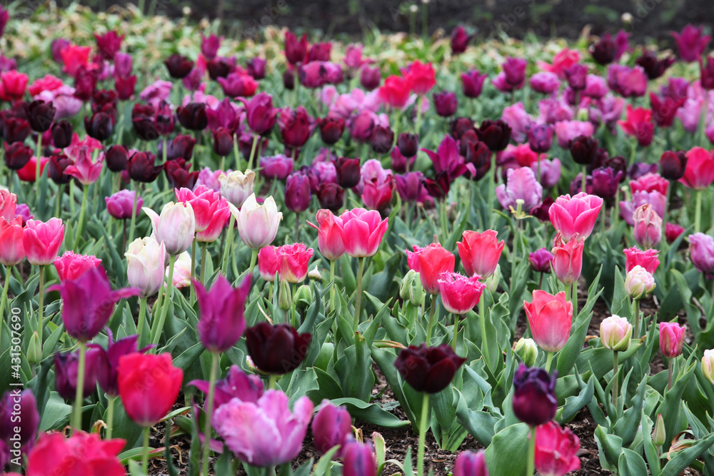 Rows of colourful triumph tulips in a flower meadow Rows of colourful triumph tulips in a flower meadow