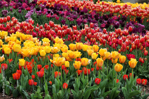 Rows of colourful tulips in a flower meadow