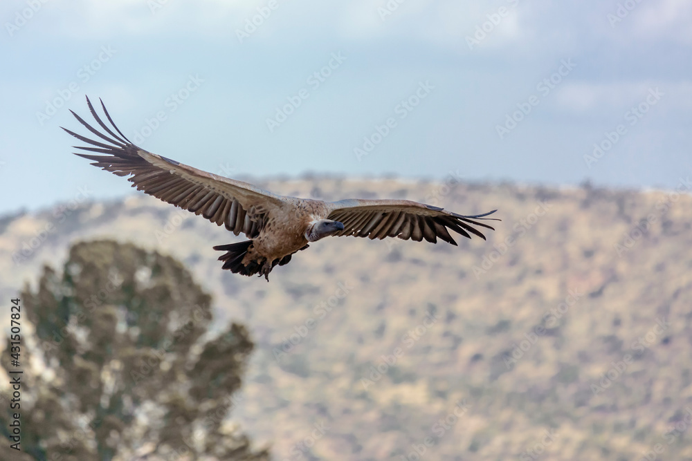 White back vulture in flight in Vulpro rehabilitation center, South Africa; White back vulture in flight in Vulpro rehabilitation center, South Africa;
