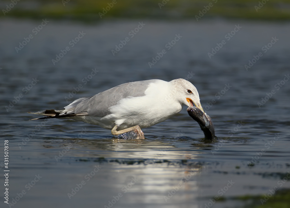 A seagull with fish in beak stand in the water