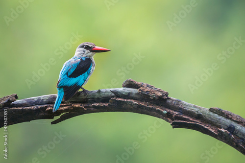 Woodland kingfisher standing on a branch with natural background in Kruger National park, South Africa ; specie Halcyon senegalensis family of Alcedinidae
