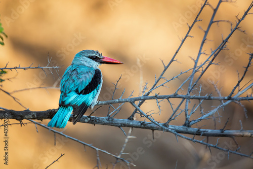 Woodland kingfisher standing on a branch in morning light in Kruger National park, South Africa ; specie Halcyon senegalensis family of Alcedinidae