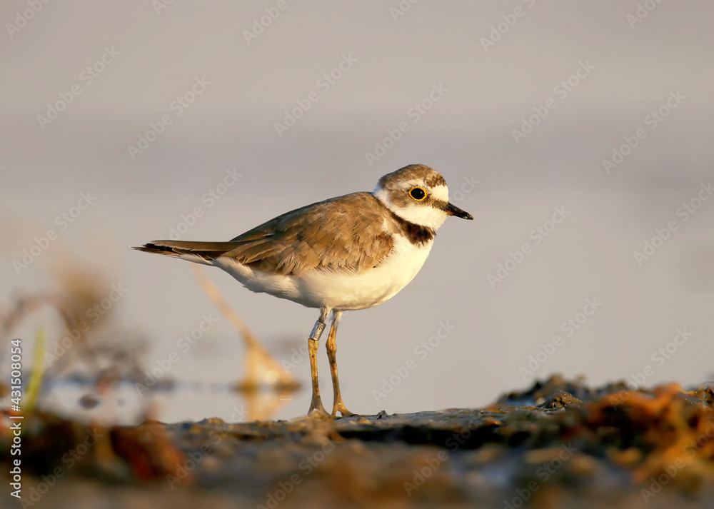 Close up portrait of a Ringed plover with ring on the leg Close up portrait of a Ringed plover with ring on the leg