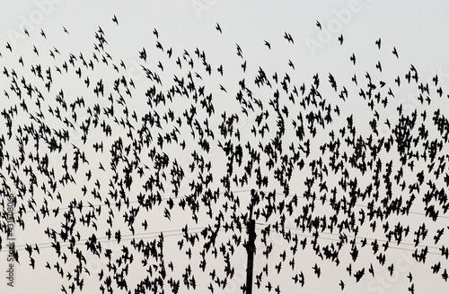 A large flock of common starlings in fligt on light sky background