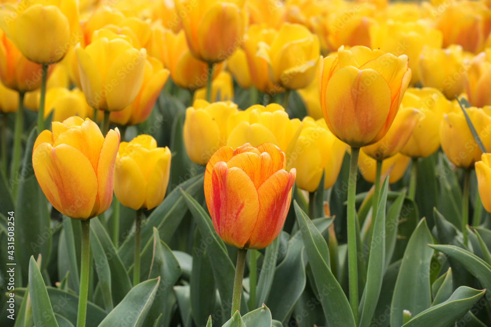 Orange and yellow variegated single triumph tulips in flower Orange and yellow variegated single triumph tulips in flower