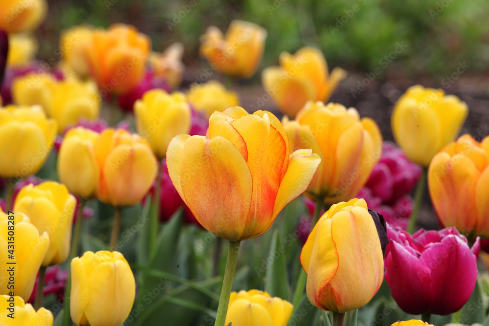 Fototapeta premium Orange and yellow variegated single triumph tulips in flower