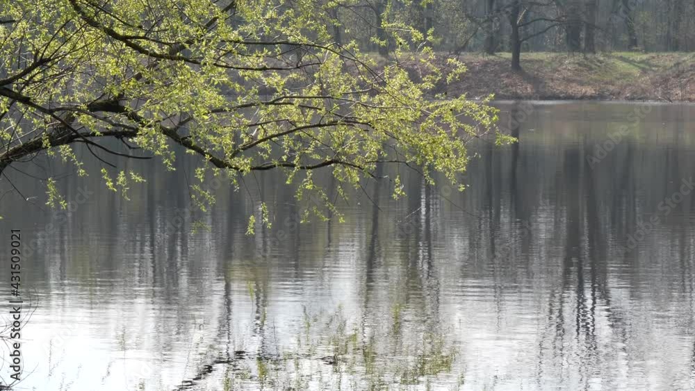 spring flood big water. young green tree branches above water spring flood big water. young green tree branches above water