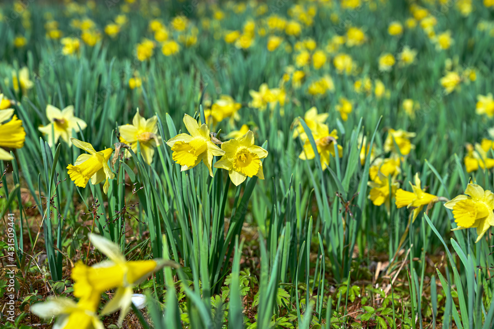lots of yellow daffodils in a garden