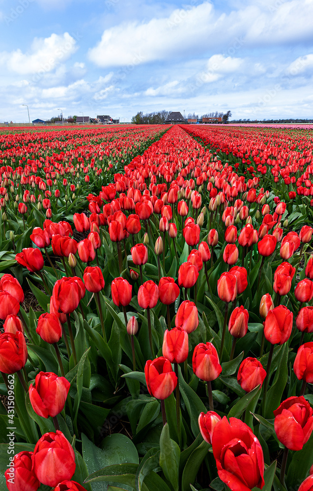 Tulip fields in Holland Tulip fields in Holland