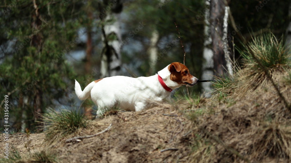 jack russeell terrier spacer po lesie jack russeell terrier spacer po lesie