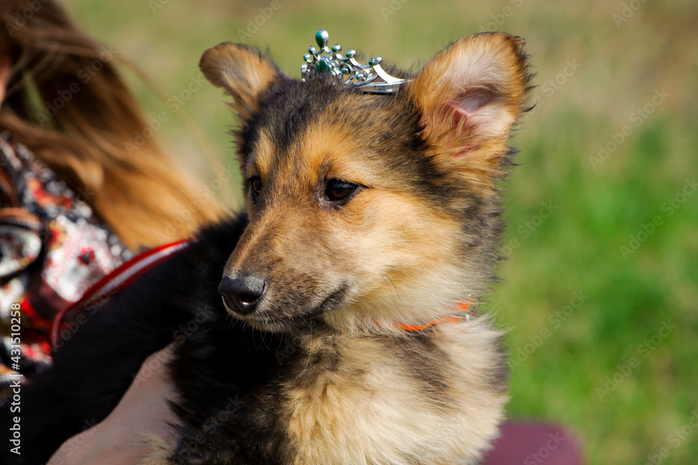 portrait of a black-red puppy. dog with crown. woman holding the animal in her arms. Portrait of a black and red puppy close-up. Charming dog posing and smiling. concepts of fashionista, friendship portrait of a black-red puppy. dog with crown. woman holding the animal in her arms. Portrait of a black and red puppy close-up. Charming dog posing and smiling. concepts of fashionista, friendship