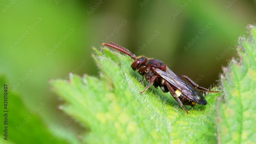 Yellow-shouldered Nomad Bee, Nomada Ferruginata on a leaf Yellow-shouldered Nomad Bee, Nomada Ferruginata on a leaf