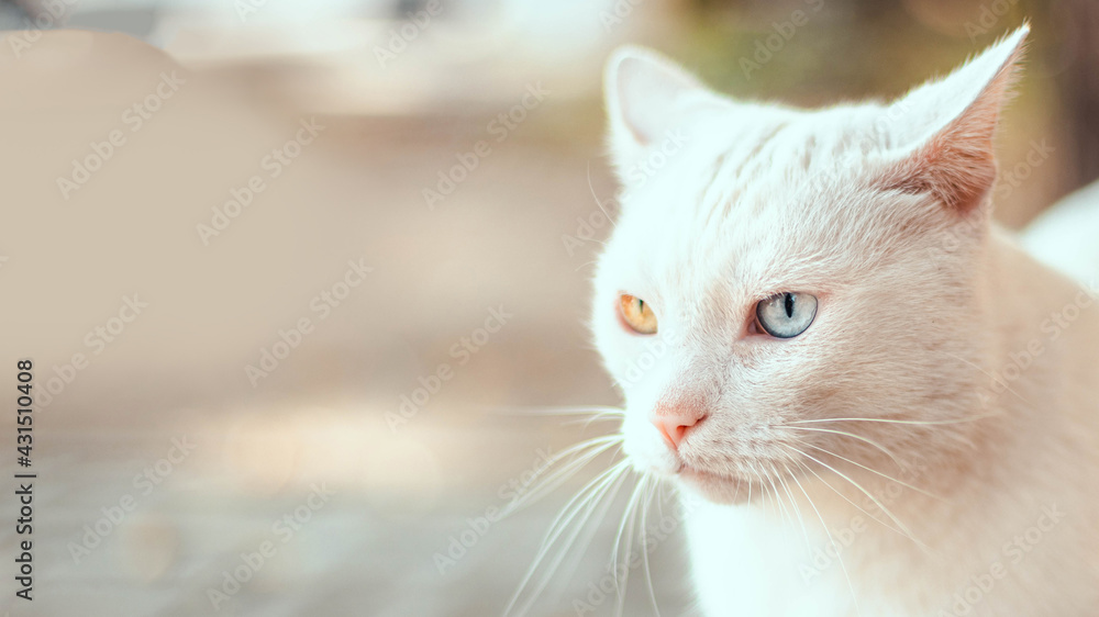 Beautiful adult white fluffy wool cat with different color eyes on the street. Heterochromia of the eyes. Long horizontal banner Beautiful adult white fluffy wool cat with different color eyes on the street. Heterochromia of the eyes. Long horizontal banner
