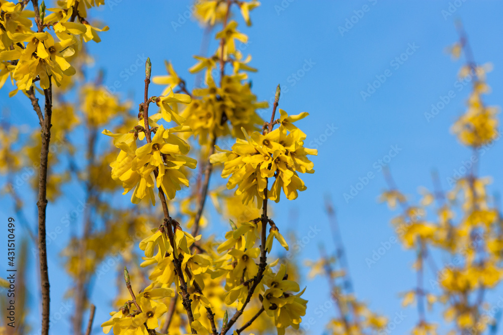 Blooming branches of honeysuckle bush against the sky Blooming branches of honeysuckle bush against the sky