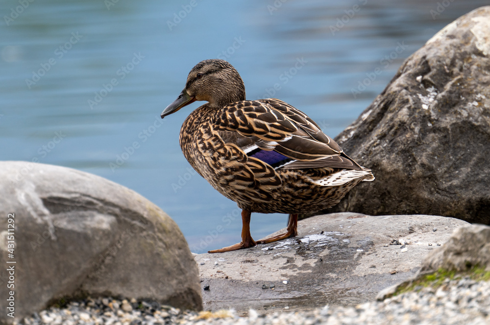 Enten am Werdenberger See Enten am Werdenberger See