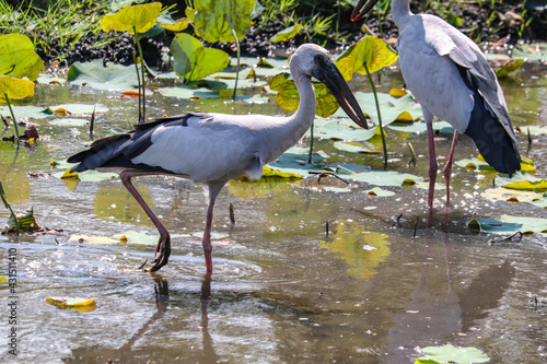 Open bill stork bird wading through swamp water photo