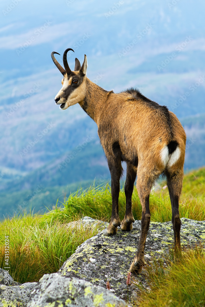 Tatra chamois panting on rocks in summertime nature Tatra chamois panting on rocks in summertime nature