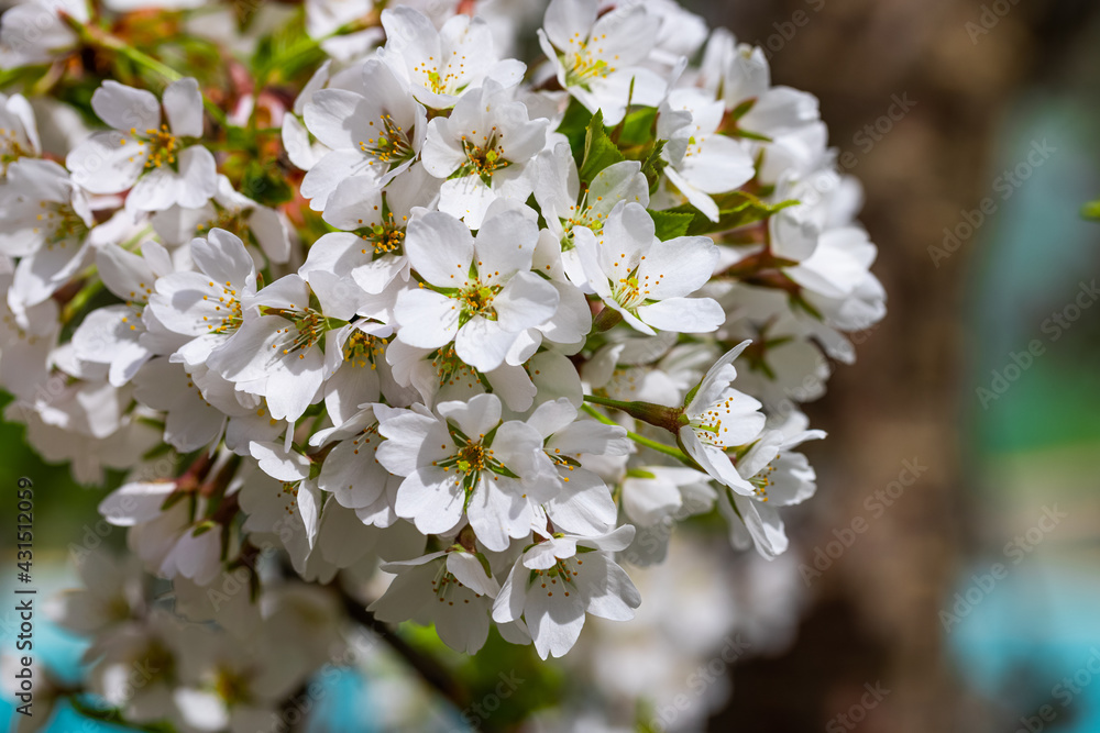 flowering branch. The tree is blooming. spring concept